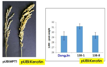 keratin 과발현체의 이삭길이 증가와 1000립중 증가를 보여 주는 표