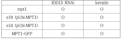 직립을 보이는 MPT1 과발현과 IDD13 그리고 Keratin의 변이간의 교배조합