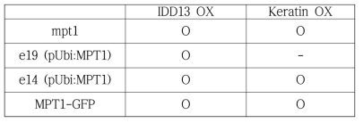 MPT1 과발현과 IDD13 그리고 Keratin 과발현(pUbi) 간의 교배조합