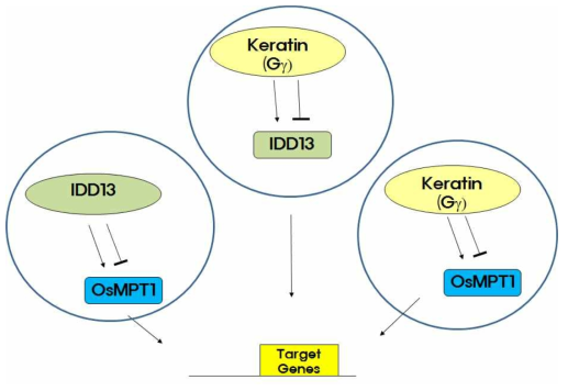 MPT1, IDD13, 그리고 keratin (Gg) 간의 이중 유전 조합을 통해서 벼에 미치는 표현형 및 생산성 효과를 보고자 하는 전략