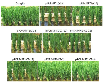 동진벼에 Ubi와 POR promoter를 이용하여 MPT1을 발현시킨 계통들의 포장에서의 초형