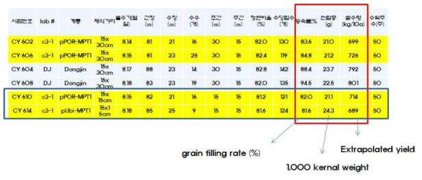 pPOR-MPT1 형질전환 c3-1 계통의 수량 요소