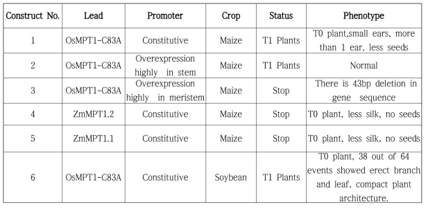 2014년 옥수수와 콩에 형질전환하여 얻은 T0, T1 표현형