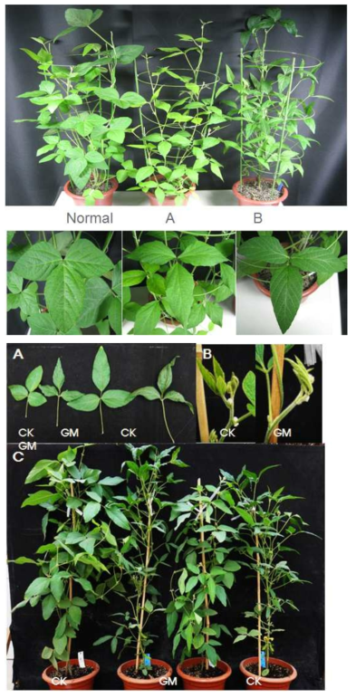 T0 (Top) and T1 (Bottom) MPT1의 형질전환 콩 전반적으로 직립 줄기와 잎을 보이며 compact 초형을 보이는 T0 (B, top) and T1 (GM, bottom)을 보여 주고 있다. 또한 이들 초형들은 ‘narrow and curled leaf’과 ‘longer petiole’의 표현형도 동시에 보여 주고 있다