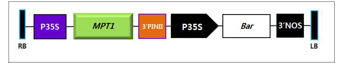 형질전환 벡터 제작 (pPZP-bar-MPT1)