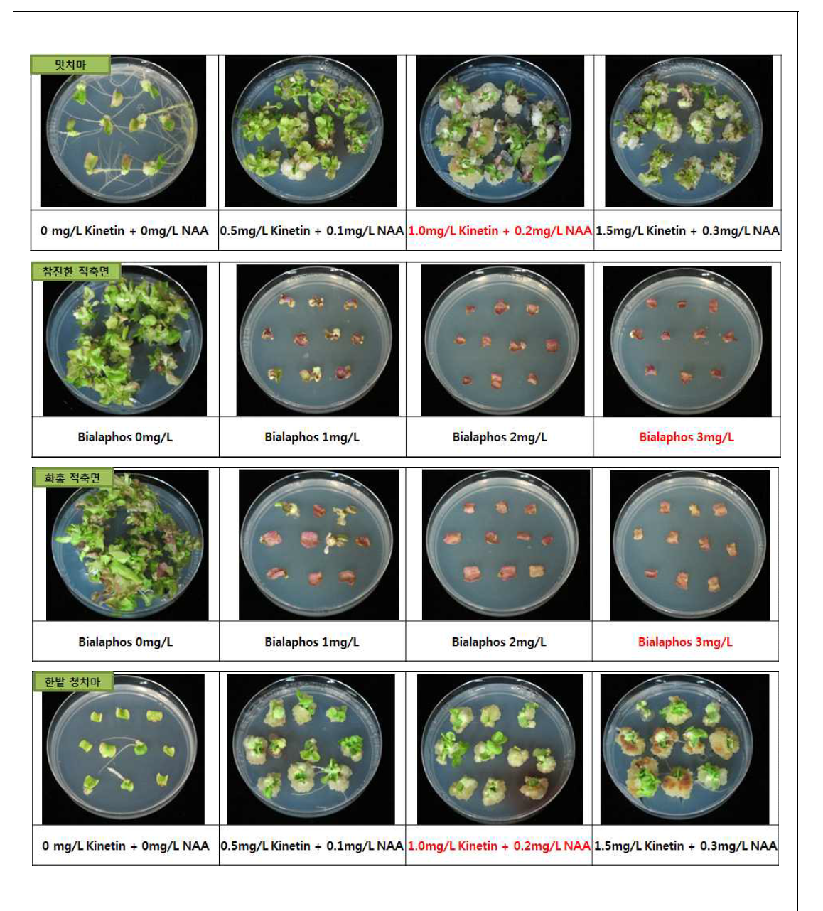 상추 형질전환을 위한 배지 조건 선발