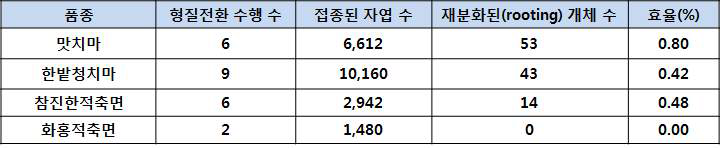 재분화된 상추 수