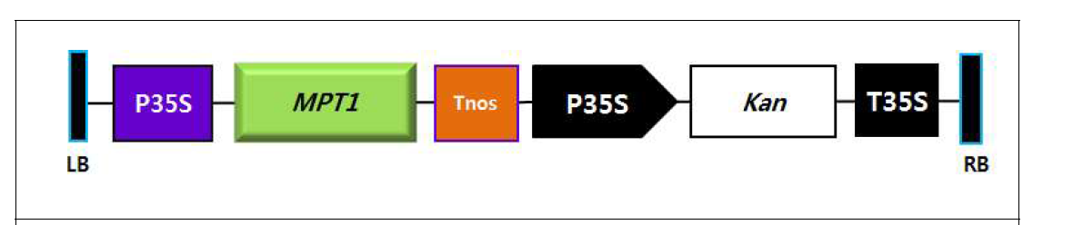 형질전환 벡터 제작 (pCAM2300-MPT1)