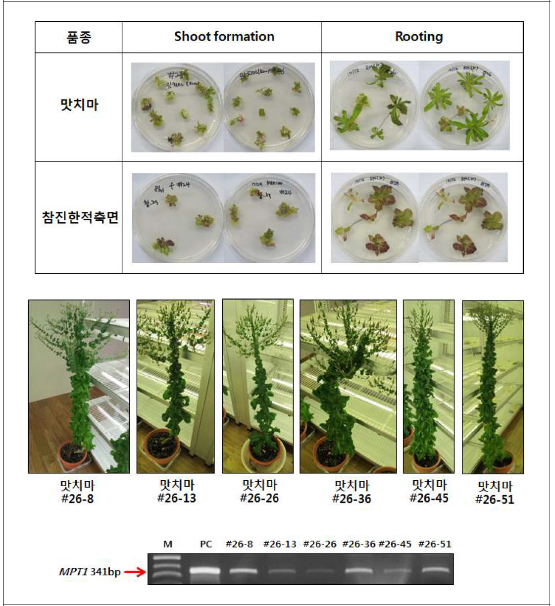 T0 상추 형질전환체 확보 (Kanamycin 선발항생제)