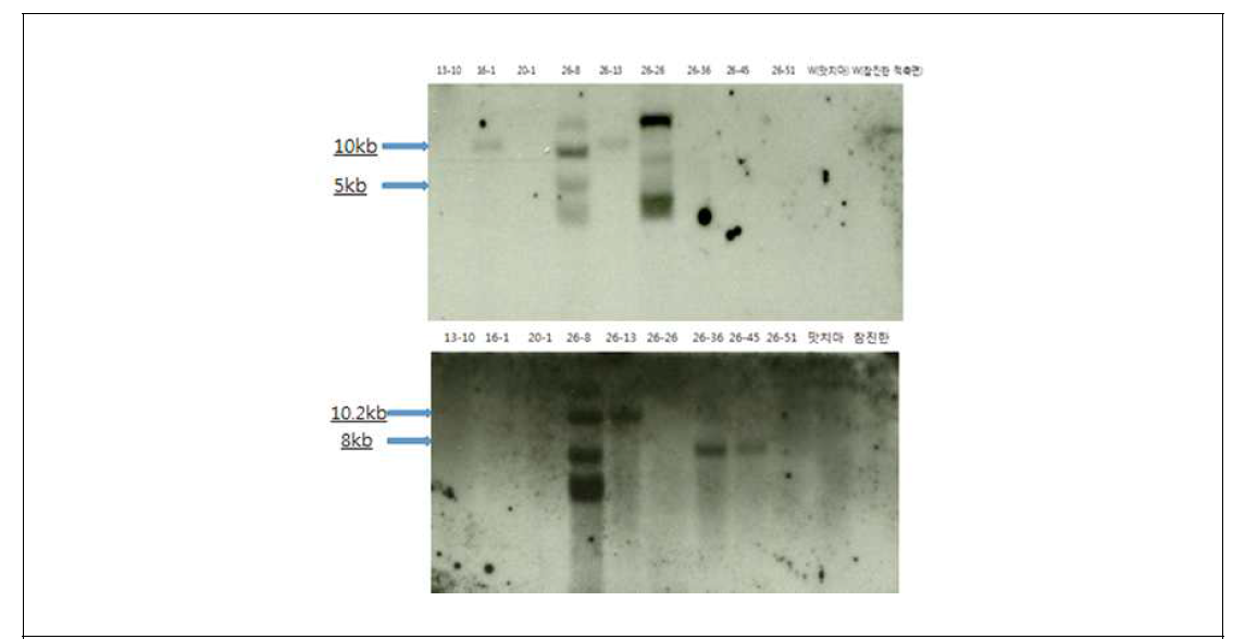 P35S probe를 이용하여 LM상추를 southern blot 분석