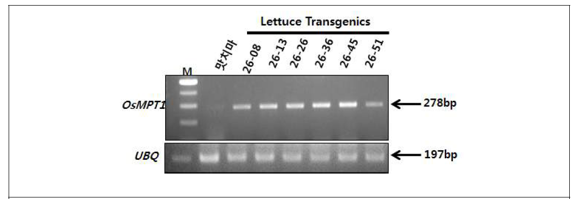 RT-PCR를 이용한 상추 형질전환 계통에서의 MPT1 mRNA 발현