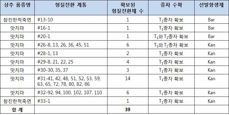 MPT1 상추 형질전환체 확보 현황