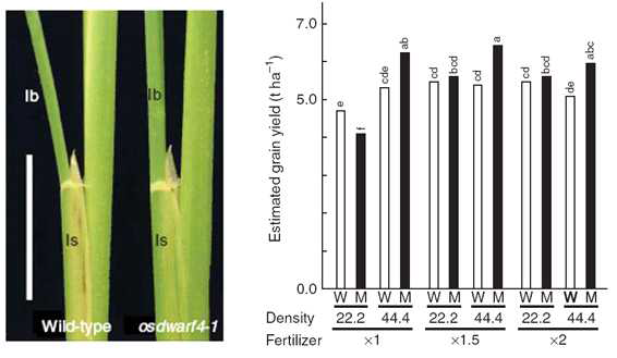 직립형이 밀식재배에서 수량이 증가됨을 증명함(인용, Sakamoto et al., 2006 Nat. Biotechnol.). (왼쪽) BR 변이 osdwarf4-1이 정상적인 식물에 비해 엽각이 좁은 것을 보여주고 있다. (오른쪽) 밀식재배의 경우, 엽각이 좁은 변이(osdwarf4-1)가 높은 수확량을 보여주고 있다