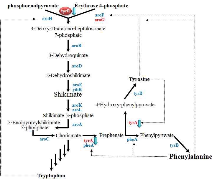 대장균에서 shikimate pathway engineering을 통한 hydroxycinnamates 생산의 조절