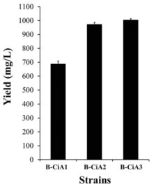 대장균 돌연변이체를 이용한 cinnamic acid의 생합성. B-CiA1, wild type E.coli; B-CiA2, tyrR deletion mutant; B-CiA3 tyrR/tyrA double deletion mutant