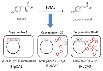 copy number에 따른 p-coumaric acid 생성량 비교