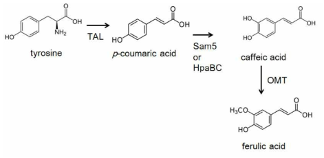 Tyrosine으로부터 p-coumaric acid, caffeic acid, ferulic acid합성