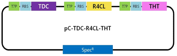 대장균에서 hydroxycinnamoyl tyramine을 생산하기 위한 construct