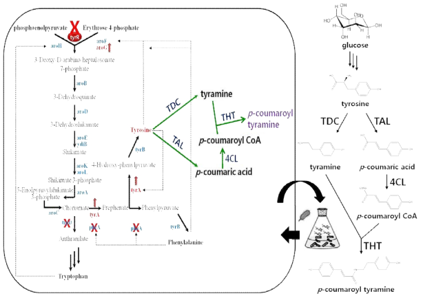 대장균에서 shikimate pathway engineering을 통한 p-coumaroyl tyramine의 생산의 조절