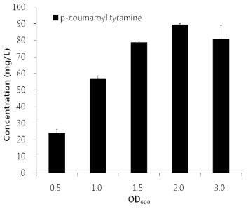 Initial cell concentration에 따른 p-coumaroyl tyramine의 생산