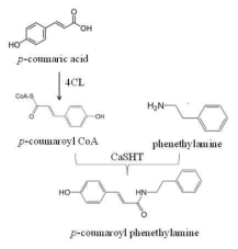 p-coumaroyl phenethylamine생합성 경로