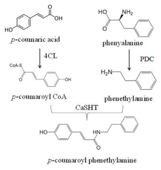 Tyrsoine과 phenylalanine으로부터 p-coumaroyl phenethylamine합성 경로