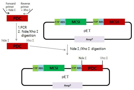 PDC유전자 발현 벡터 제작