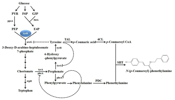 Glucose로부터 p-coumaroyl phenethylamine합성 경로