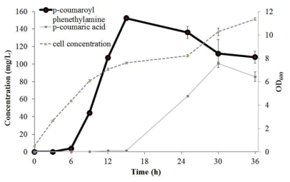 Optimized cell을 이용한 p-coumaroyl phenethylamine합성