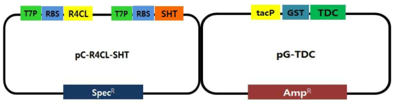 대장균에서 hydroxycinnamoyl tryptamine을 생산하기 위한 construct