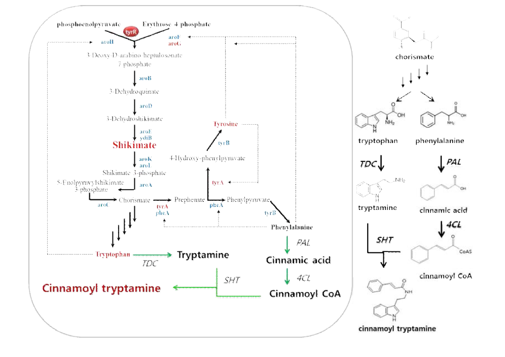 대장균에서 shikimate pathway engineering을 통한 cinnamoyl tryptamine의 생산의 조절