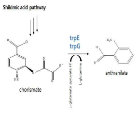 대장균의 chorismate에서 trpE/G 유전자가 코딩하는 단백질에 의한 anthranilat 생성