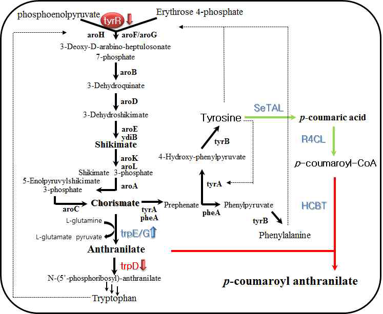 대장균에서 shikimate pathway engineering을 통한 avnD 생산의 조절