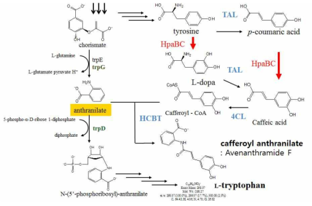 대장균에서 shikimate pathway engineering을 통한 avnF 생산의 조절