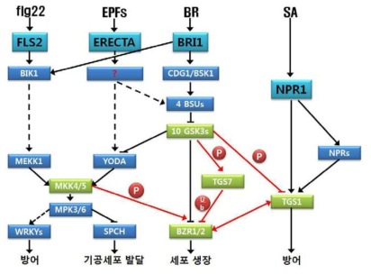 본 과제의 주요 연구대상 (녹색으로 표시) 및 예상되는 호르몬-발달-방어 신호전달경로들간의 상호작용