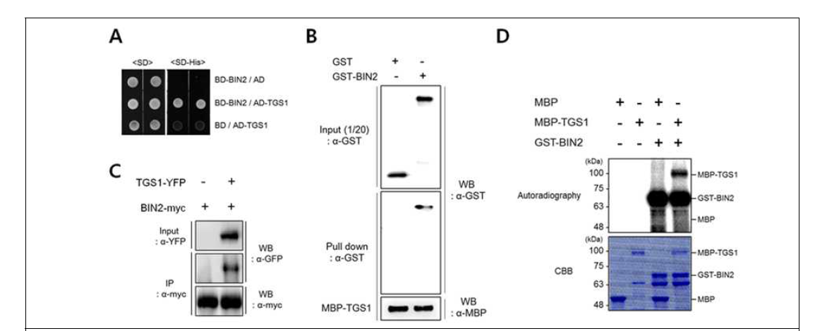 BIN2와 TGS1간의 in vitro와 in vivo에서의 상호결합