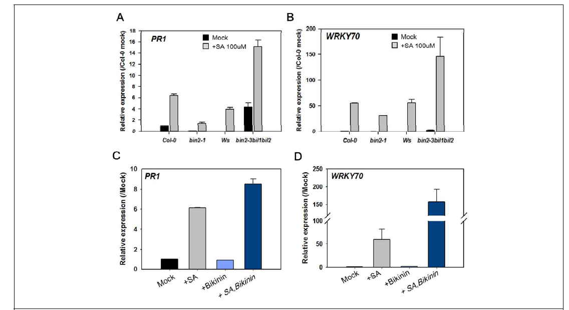 bin2-1 기능획득 및 기능상실 돌연변이체의 Salicylic acid에 대한 반응성 비교