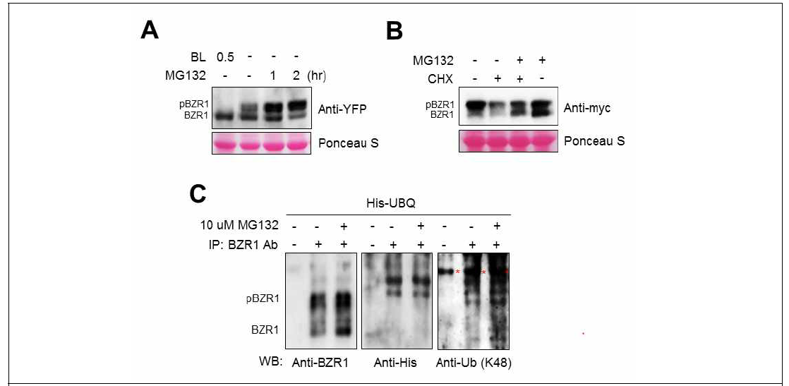 BZR1의 26S proteasomal degradation