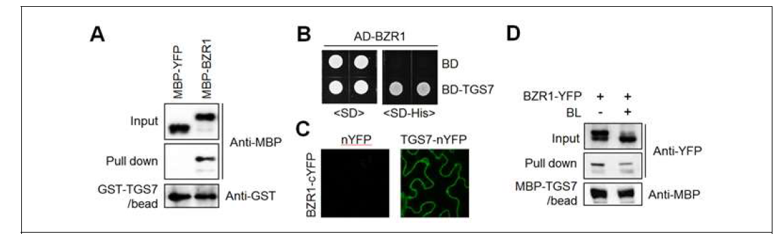 BZR1과 TGS7간의 in vitro 및 in vivo 결합 확인