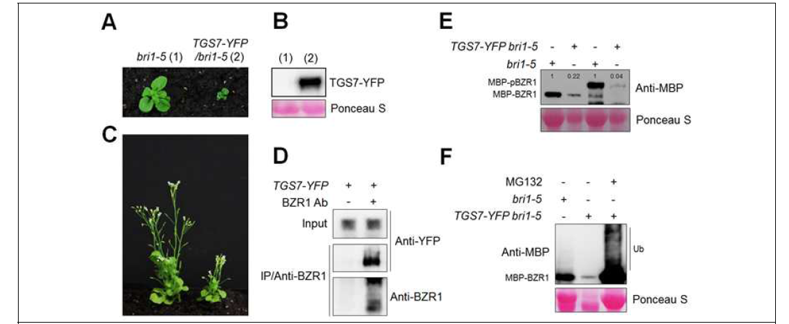 TGS7을 bri1-5에 과발현시킨 식물체의 표현형 및 BZR1 degradation 비교
