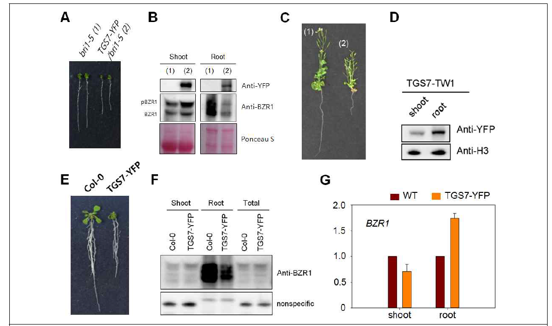 BZR1 과발현 식물의 표현형 및 BZR1 level 변화 비교
