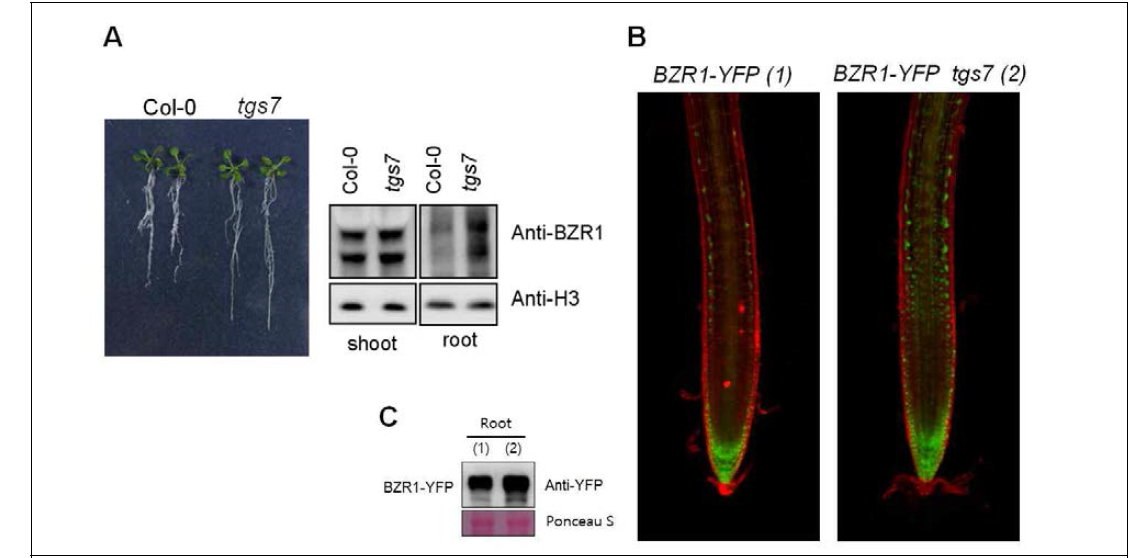 tgs7 기능상실 돌연변이체에서의 BZR1 level 축적양상 확인