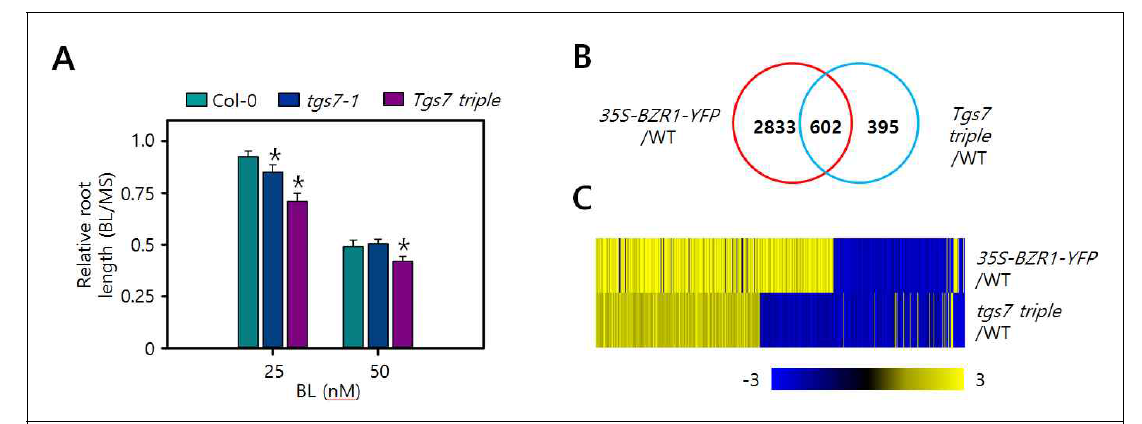 tgs7 기능상실 돌연변이체의 BL 반응성 및 RNA-seq 분석을 통한 BR 조절 유전자 발현 양상 확인