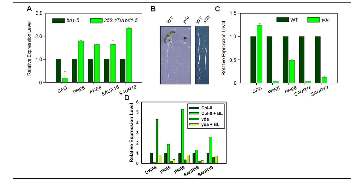 YDA 과발현 및 기능상실 돌연변이에서의 BR marker 유전잘 발현 분석