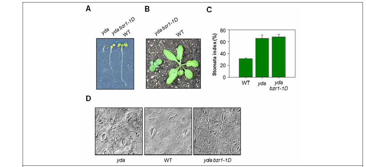 bzr1-1D 돌연변이에 의한 yda의 생장 및 기공세포 표현형