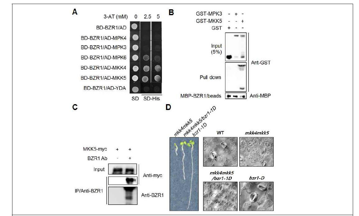 BZR1의 26S proteasomal degradation