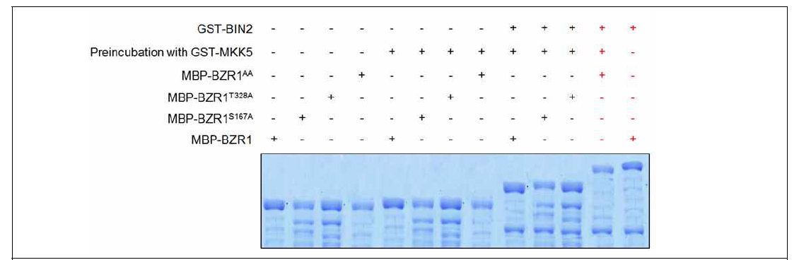 MKK5 인산화부위 돌연변이 단백질에 대한 BIN2의 활성 측정