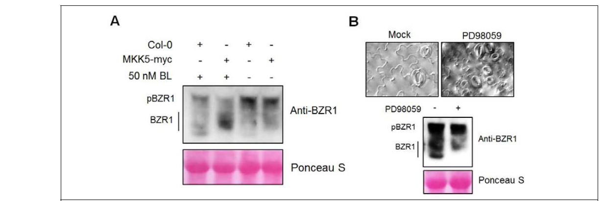 MKK5 과발현체와 MKK4/5 억제제에 의한 BZR1 인산화 상태 조사