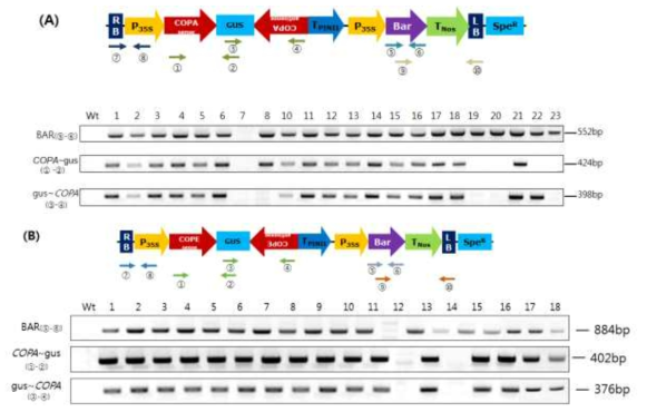 흡즙성 해충 저항성 콩 형질전환체의 유전자 도입 확인을 위한 PCR 분석. (A) pPZP-COPA; (B) pPZP-COPE