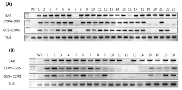 흡즙성 해충 저항성 콩 형질전환체의 유전자 발현 분석. (A) pPZP-COPA; (B) pPZP-COPE